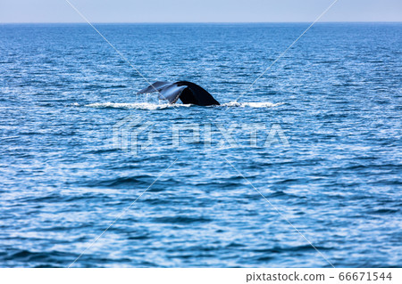 Whale, cape cod 66671544