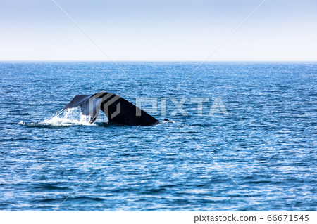 Whale, cape cod 66671545