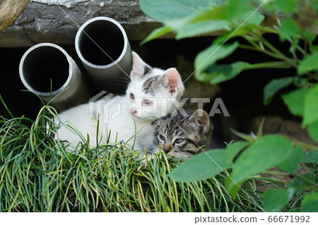 The kittens of stray cats that are warm and sleepy in May 66671992