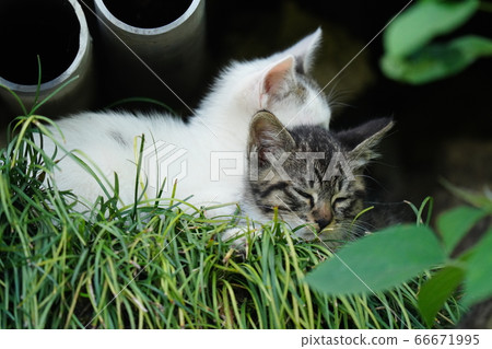 5月溫暖困倦的流浪貓小貓 66671995