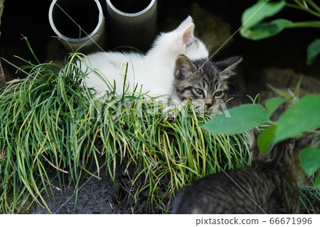 5月溫暖困倦的流浪貓小貓 66671996