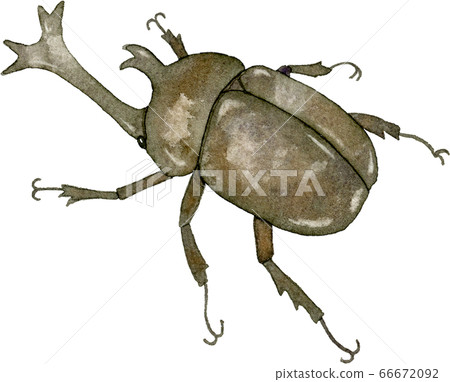 Beetle watercolor illustration Beetle watercolor illustration 66672092
