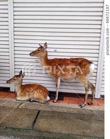 Rain deer on Miyajima 66672187