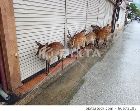 宮島的雨鹿 照片素材 圖片 66672193 Pixta圖庫