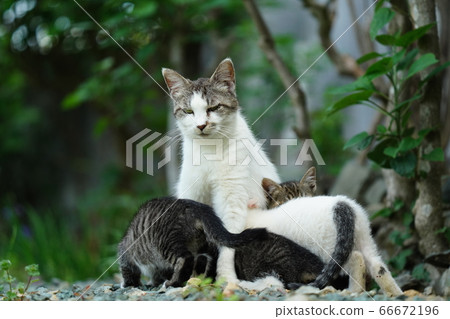 Stray kittens playing a lot and being hungry and sucking boobs for hydration 66672196