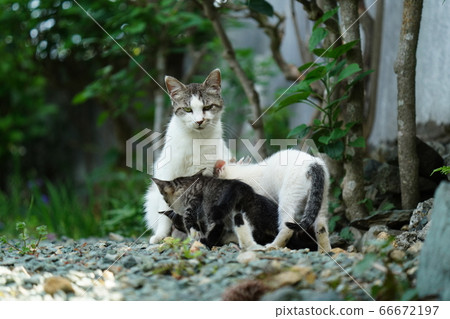 Stray kittens playing a lot and being hungry and sucking boobs for hydration Stray kittens playing a lot and being hungry and sucking boobs for hydration 66672197