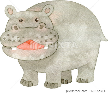 Cute hippo watercolor illustration 66672311
