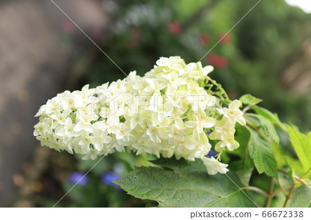 白色繡球花 66672338