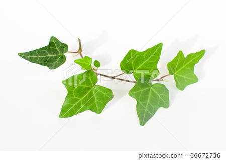 幾片常春藤葉子（白色背景） 66672736