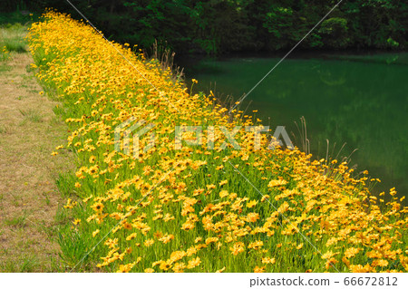 <<Hiroshima Prefecture>> Hachinote Pond and Amberjack near the top of Mt. Narutaki 66672812