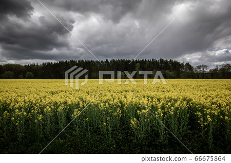 full field yellow oilseed rape flowers and green crops, growing in a field with dark clouds full field yellow oilseed rape flowers and green crops, growing in a field with dark clouds 66675864