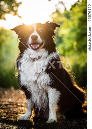 sunset portrait of amazing healthy and happy young black and white border collie sunset portrait of amazing healthy and happy young black and white border collie 66676120