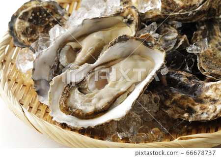 Assorted raw oysters (from Akkeshi, Hokkaido) Assorted raw oysters (from Akkeshi, Hokkaido) 66678737