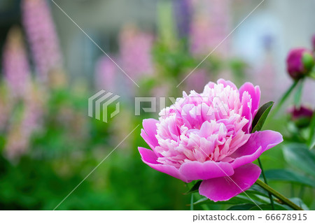 Pink peony flower close up Pink peony flower close up 66678915