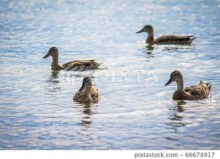 Wild ducks in the river Wild ducks in the river 66678917