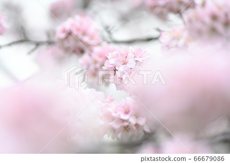 Cherry Blossoms	 66679086