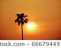 Sunset and Washintonian Palm 66679449