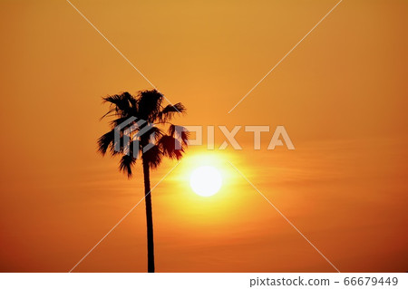 Sunset and Washintonian Palm 66679449