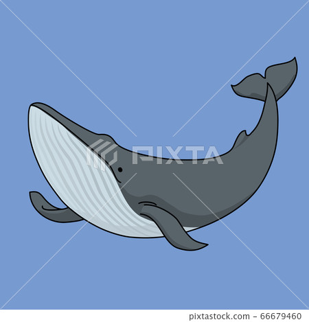 Fin whale 66679460