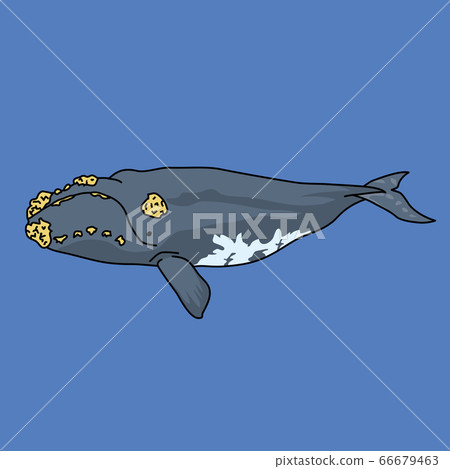 露脊鯨 66679463