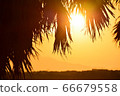 Sunset and palm leaves silhouette 66679558