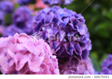 hydrangea   66679561