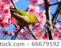 Kawazu cherry tree and mezzo 66679592