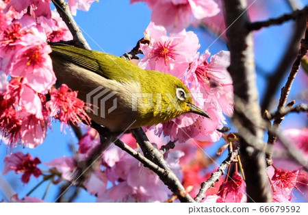Kawazu cherry tree and mezzo 66679592