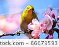 Kawazu cherry tree and mezzo 66679593