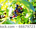 Blueberries before harvest 66679723