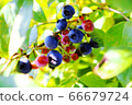 Blueberries before harvest 66679724