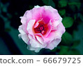 rose	 66679725