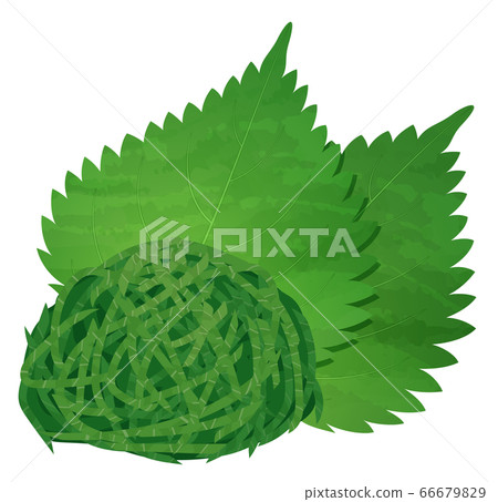 切碎的大葉子的插圖_ Shiso _ Aojiso 切碎的大葉子的插圖_ Shiso _ Aojiso 66679829