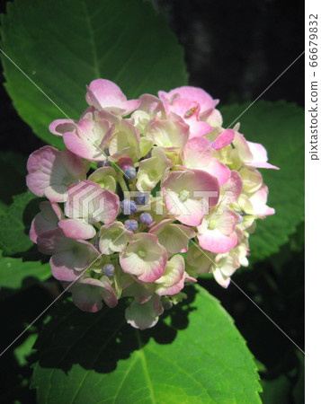 Hydrangea 66679832