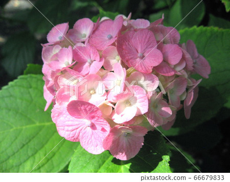 Hydrangea 66679833