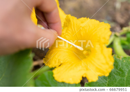Artificial pollination of pumpkin 66679951