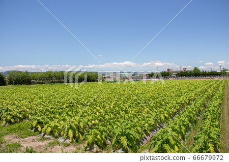 在鹿兒島縣霧島市種植煙草。 在鹿兒島縣霧島市種植煙草。 66679972