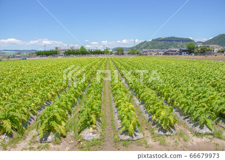 在鹿兒島縣霧島市種植煙草。 66679973