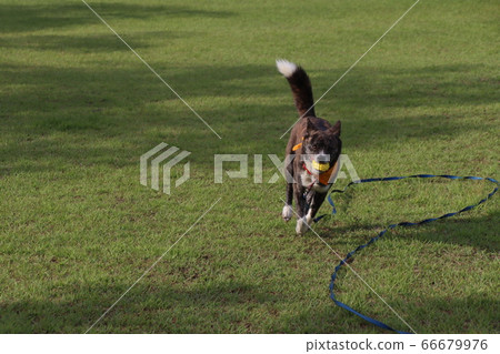 Tiger dog running with a long lead and a ball Tiger dog running with a long lead and a ball 66679976