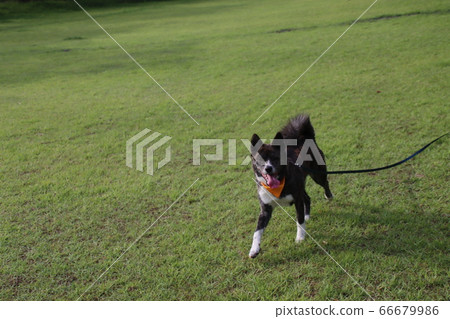 Tiger dog running with a long lead and a ball Tiger dog running with a long lead and a ball 66679986