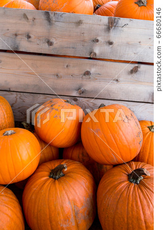 Harvest pumpkin rice straw background.. Harvest pumpkin rice straw background.. 66680146