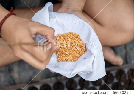 Agriculturist using stick to pick vegetable seeds Agriculturist using stick to pick vegetable seeds 66680233