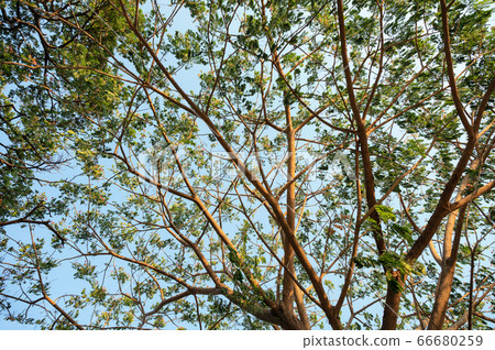 Branch of Rain Tree green leaves with sunshine and 66680259