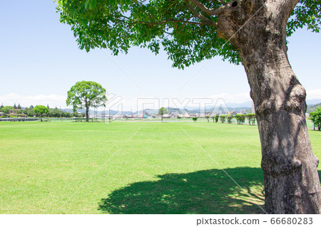 Trees and their shadows on a lawn park Trees and their shadows on a lawn park 66680283