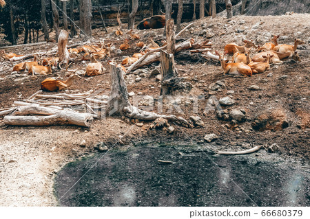 eld hog spotted deer resting relaxing in park eld hog spotted deer resting relaxing in park 66680379