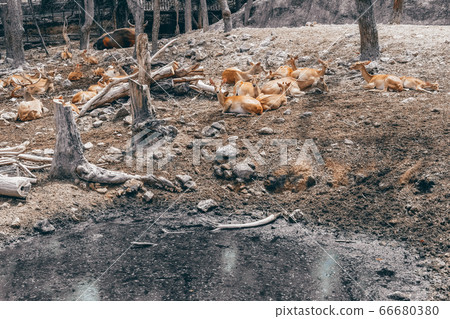 eld hog spotted deer resting relaxing in park eld hog spotted deer resting relaxing in park 66680380