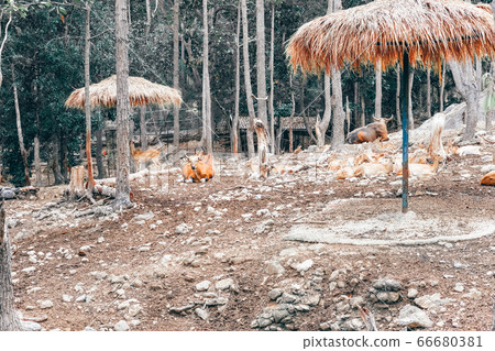 Banteng red bull resting relaxing in park Banteng red bull resting relaxing in park 66680381
