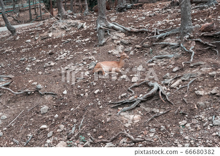 eld hog spotted deer resting relaxing in park eld hog spotted deer resting relaxing in park 66680382