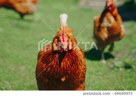 Brown domestic chicken in the summer outdoors Brown domestic chicken in the summer outdoors 66680955