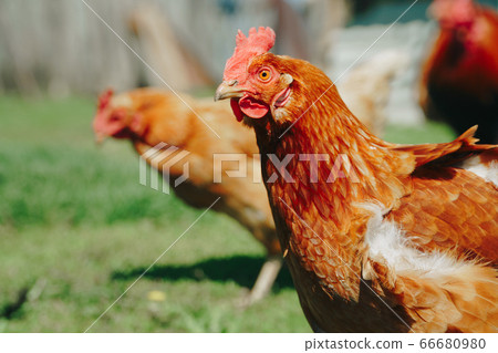 Brown domestic chicken in the summer outdoors Brown domestic chicken in the summer outdoors 66680980